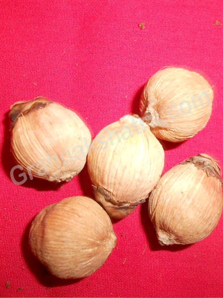 laghu nariyal image.grahnakshatra