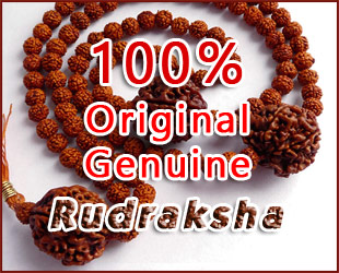 100% original rudraksha image.grahnakshatra