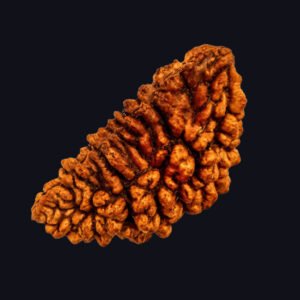 1 Mukhi Rudraksha