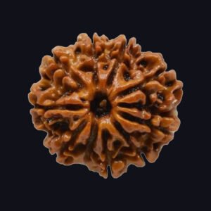 10 Mukhi Rudraksha