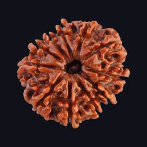 11 Mukhi Rudraksha