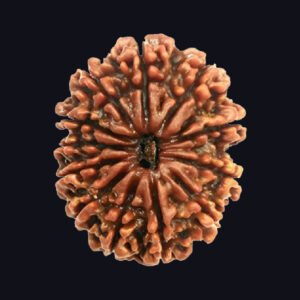 12 Mukhi Rudraksha