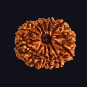 13 Mukhi Rudraksha