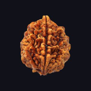 2 Mukhi Rudraksha