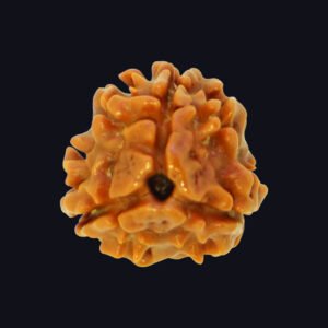 3 Mukhi Rudraksha