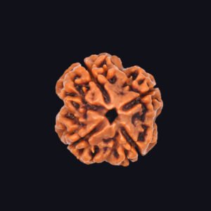 4 Mukhi Rudraksha