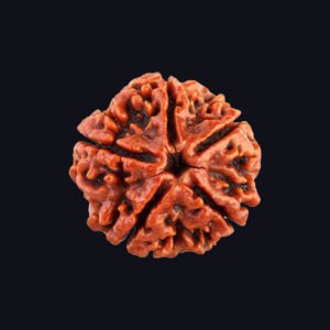5 Mukhi Rudraksha