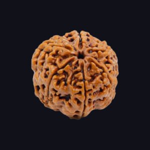 6 Mukhi Rudraksha