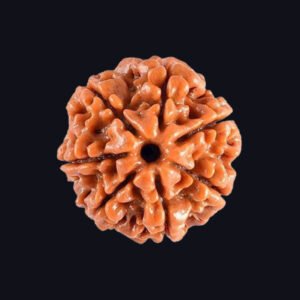 7 Mukhi Rudraksha