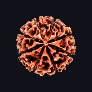 8 Mukhi Rudraksha