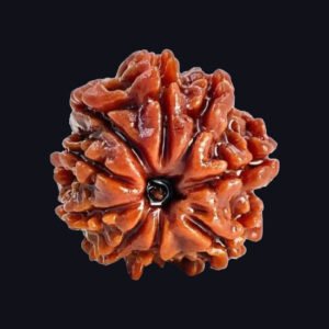 9 Mukhi Rudraksha